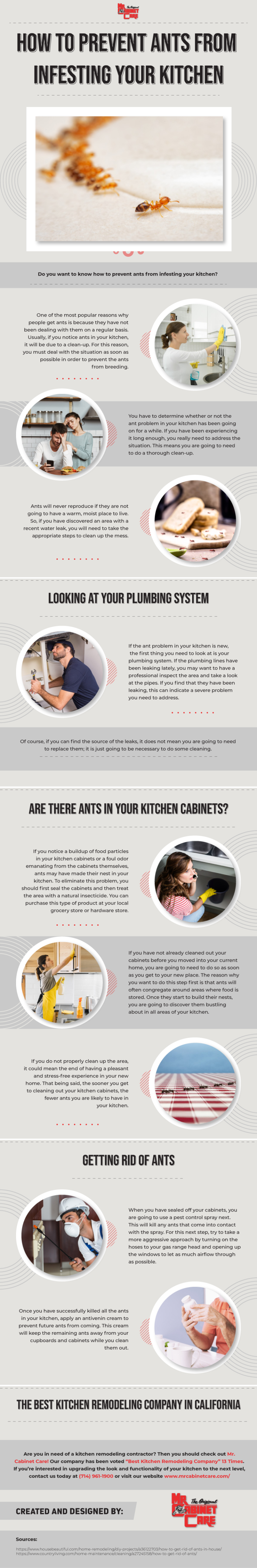 How to Prevent Ants from Infesting Your Kitchen